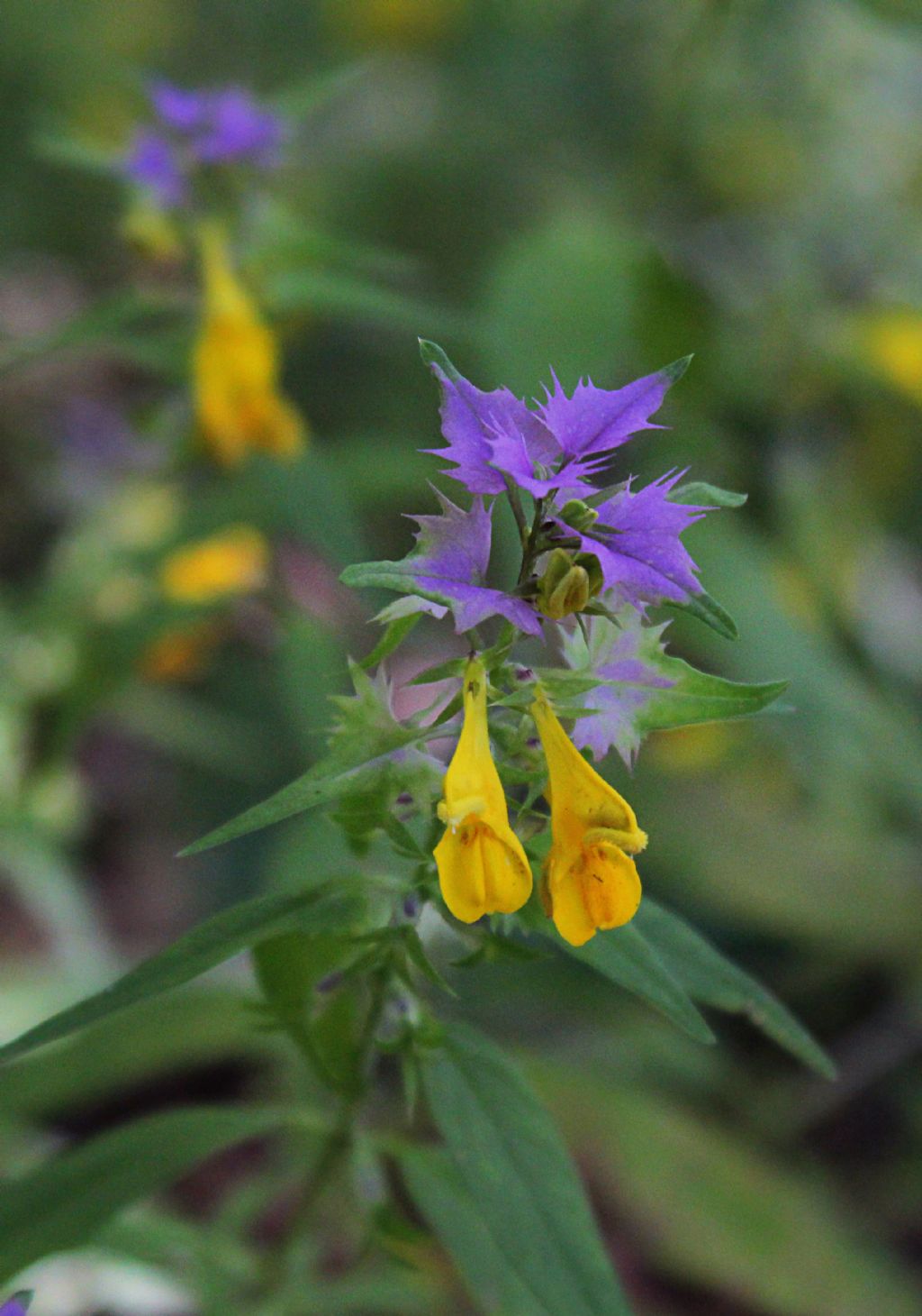 Orobanchaceae: Melampyrum sp. (M. italicum o M. velebiticum)